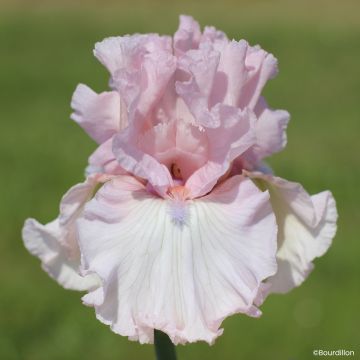 Iris germanica Vanity Girl - Giaggiolo paonazzo