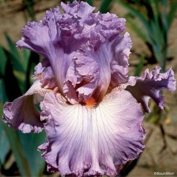 Iris germanica Vienna Waltz - Giaggiolo paonazzo