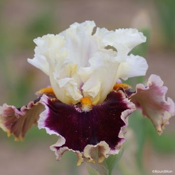 Iris germanica When Doves Cry - Giaggiolo paonazzo