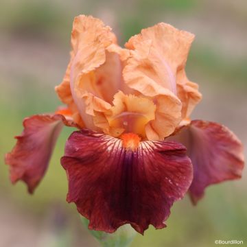 Iris germanica Apricot Toping - Giaggiolo paonazzo