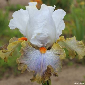Iris germanica Art Du Camouflage - Giaggiolo paonazzo