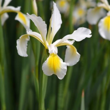 Iris ochroleuca  (orientalis)
