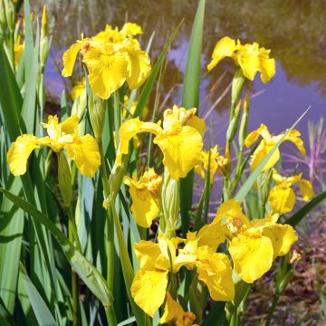 Iris pseudacorus Compact Form - Giaggiolo acquatico