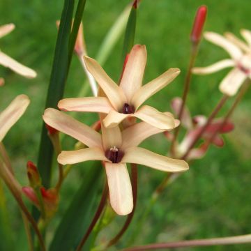 Ixia paniculata Eos