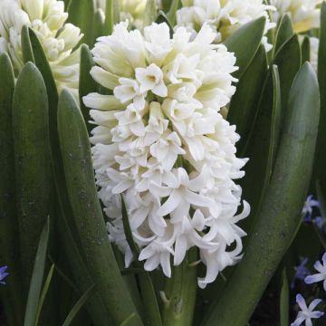 Giacinto Top White - Hyacinthus