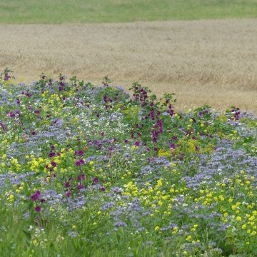 Riposo con specie mellifere Tübinger