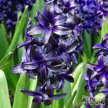 Giacinto Dark Dimension - Hyacinthus
