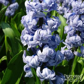Giacinto General Kohler - Hyacinthus