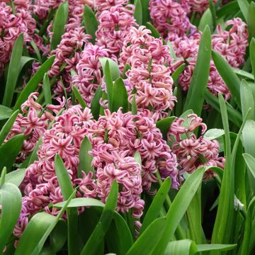 Giacinto Anna Liza - Hyacinthus