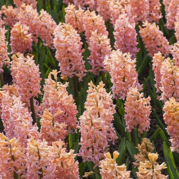 Giacinto Sweet Invitation - Hyacinthus