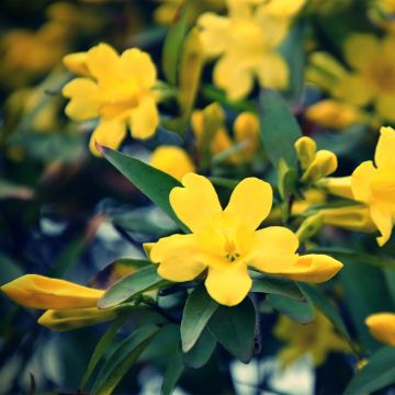 Jasminum humile Revolutum - Gelsomino