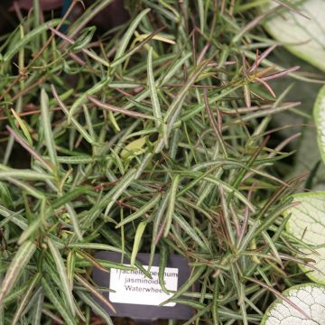 Trachelospermum jasminoides Waterwheel - Falso gelsomino