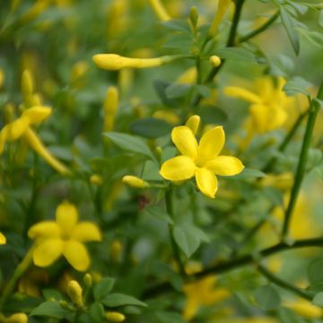 Chrysojasminum fruticans - Gelsomino giallo