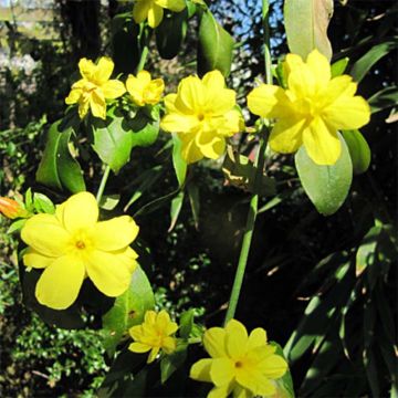 Jasminum mesnyi - Gelsomino di Mesny