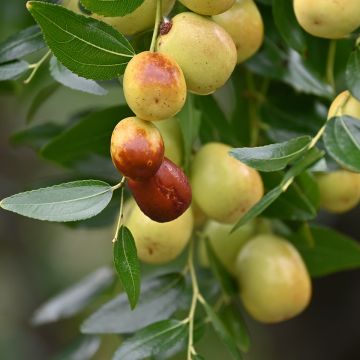  Ziziphus jujuba Meimizao - Giuggiolo