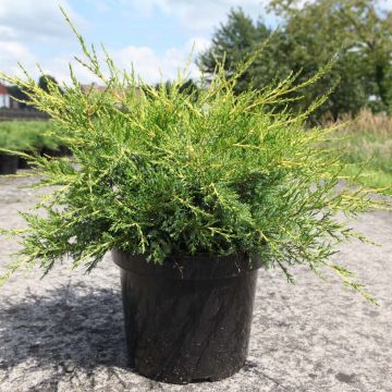 Juniperus pfitzeriana Kuriwao Gold - Ginepro