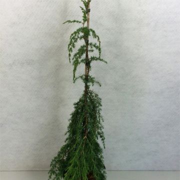 Juniperus communis Horstmann - Ginepro comune
