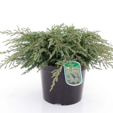Juniperus communis Repanda - Ginepro comune