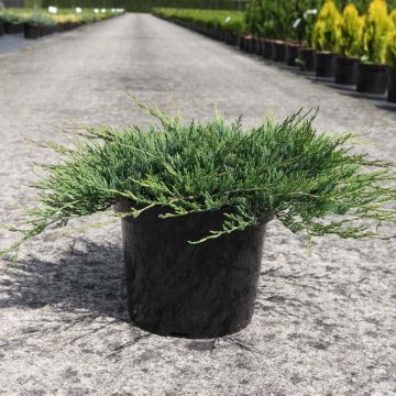 Juniperus horizontalis Prostrata - Ginepro strisciante