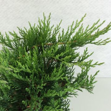 Juniperus sabina Rockery Gem - Ginepro sabino