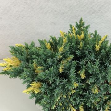 Juniperus squamata Floreant - Ginepro