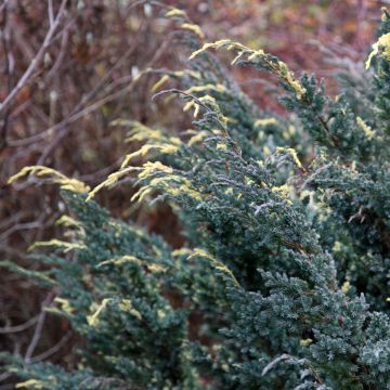 Juniperus squamata Golden Flame - Ginepro