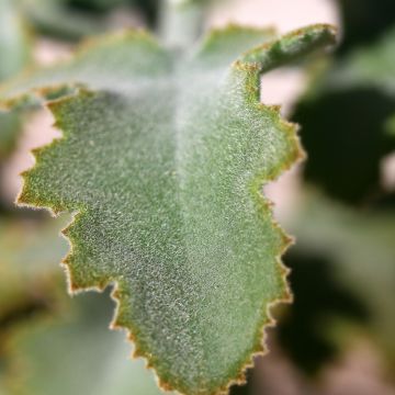 Kalanchoe beharensis Oak Leaf
