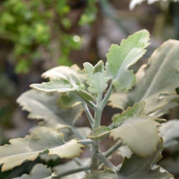 Kalanchoe beharensis Silver Shadow