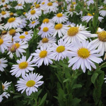Kalimeris incisa Madiva - Aster giapponese