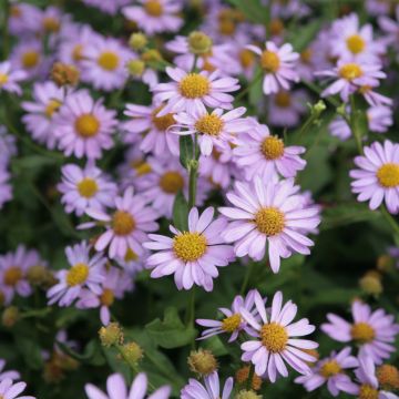 Kalimeris mongolica Antonia - Aster giapponese