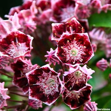 Kalmia latifolia Bull's Eye - Alloro di montagna