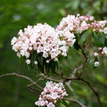 Kalmia latifolia - Alloro di montagna