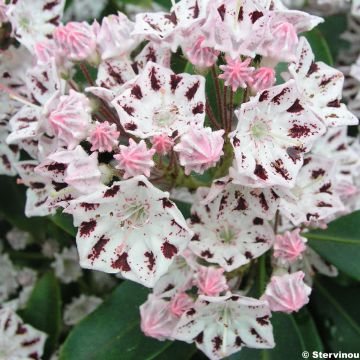 Kalmia latifolia Windrose - Alloro di montagna