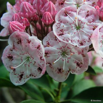 Kalmia latifolia Tofka - Alloro di montagna