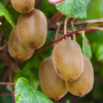 Kiwi Actinidia deliciosa Boskoop