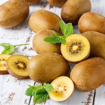 Kiwi Actinidia deliciosa Morning Star (Feminna)