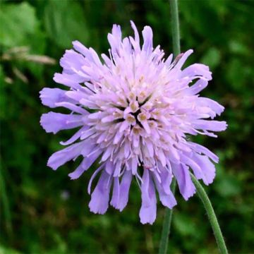 Knautia longifolia - Ambretta alpina