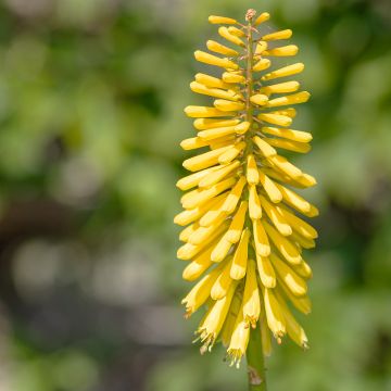 Kniphofia Dingaan - Giglio della torcia
