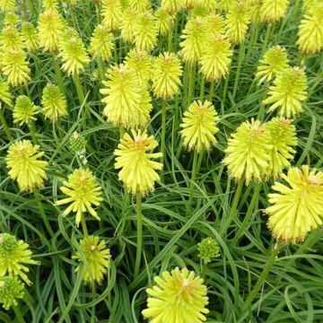 Kniphofia Limelight - Giglio della torcia