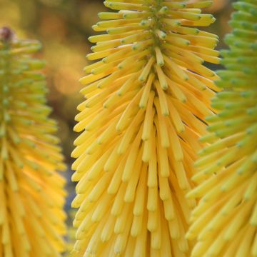Kniphofia Minister Verschuur - Giglio della torcia