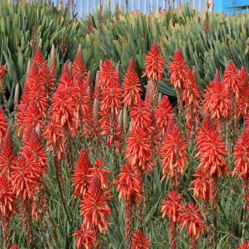 Kniphofia Red Rocket - Giglio della torcia
