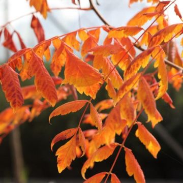 Koelreuteria paniculata Coral Sun - Albero della pioggia dorata