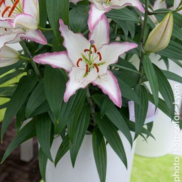 Lilium oriental Hotline - Giglio orientale ibrido