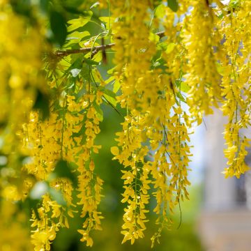 Laburnum anagyroides - Maggiociondolo comune