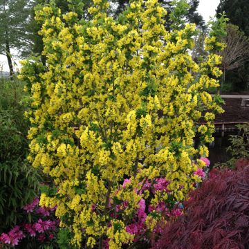 Laburnum anagyroides Sunspire - Maggiociondolo comune