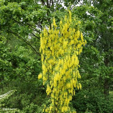 Laburnum anagyroides Yellow Rocket - Maggiociondolo comune