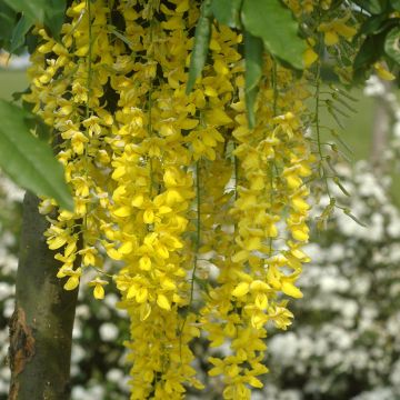 Laburnum watereri Vossii - Maggiociondolo