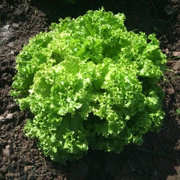 Lattuga a cespo Lollo Bionda