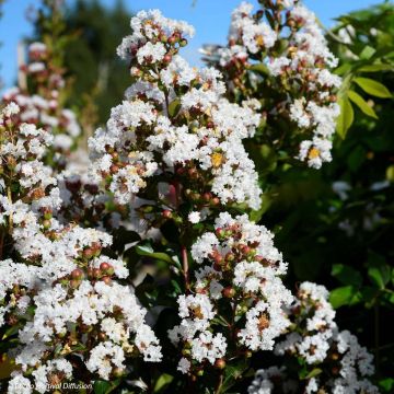 Lagerstroemia Neige d'Eté - Mirto crespo