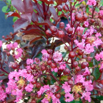 Lagerstroemia Rhapsody in PINK - Mirto crespo